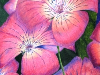 Pacific Pink by Sandra Livingston.jpg